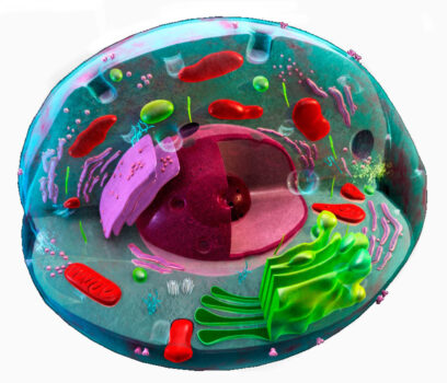 La complessità di una cellula