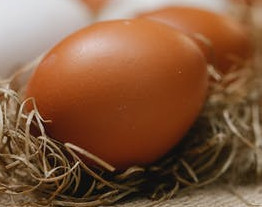 Uovo di gallina