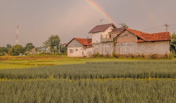 Allarme dei produttori di riso italiano: «già perso il 70% del raccolto»